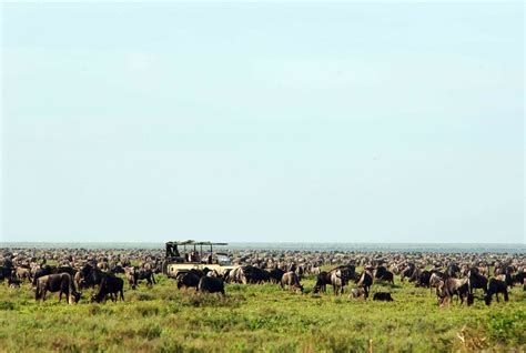 The Serengeti And Great Migration Yellow Zebra Safaris