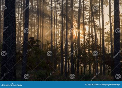 Sunrise In A Pine Forest The Rays Of The Sun In The Morning Shining