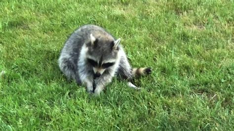 Backyard Lazy Raccoon