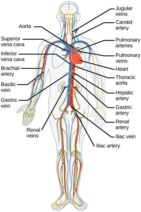 Veinscapillariesarteries The Aorta And Distributed To Systemic