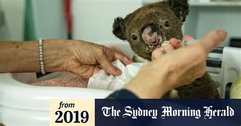 Its Going To Be Catastrophic Koala Shelters Inundated As Fire Tears