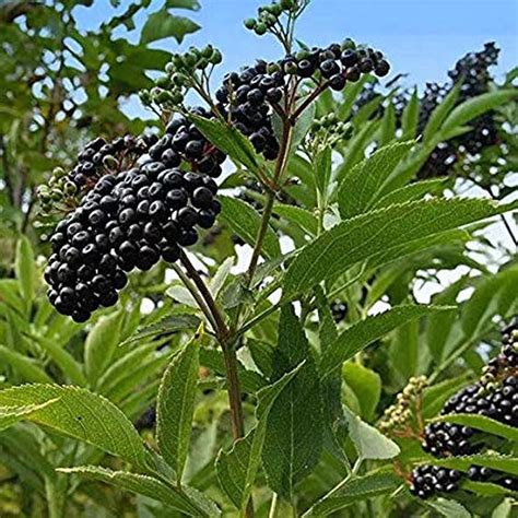 Elderberry Trees For Sale Elderberry Growing Elderberry Plant Fast