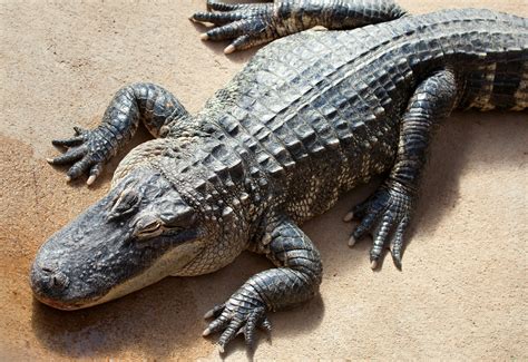 Learning Exotic Leather: American Alligator