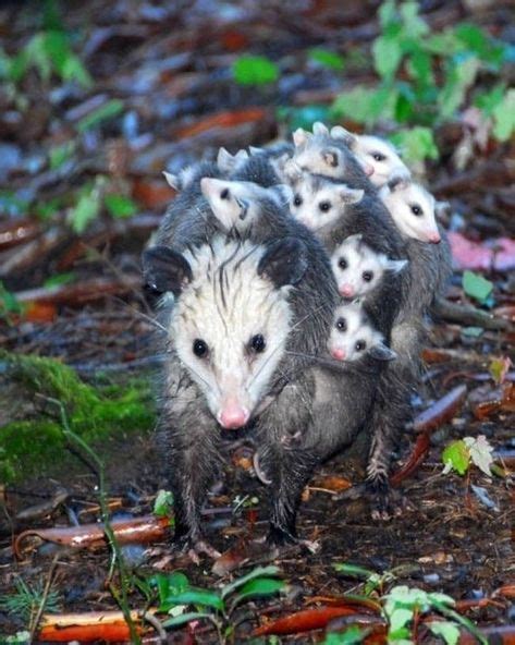 Opossum And Babies Classification Of Living Things Cute Animals