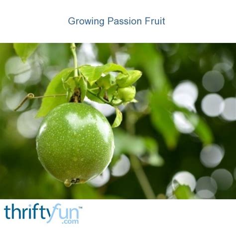 Growing Passion Fruit Thriftyfun