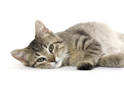 The shedding of hair is a normal function for cats. Why Is My Cat Shedding So Much Fur? | eHow