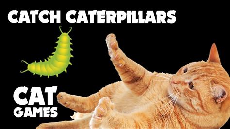 Cat Games Catch Caterpillars On The Screen Youtube