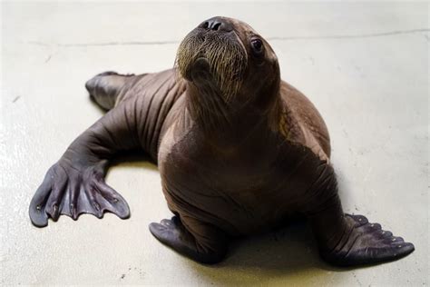Seaworld Orlando Proudly Welcomes Whiskered Baby Walrus Travelivery®