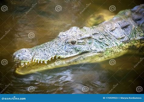Alligator In Natural Habitat Okefenokee Swamp Stock Photo