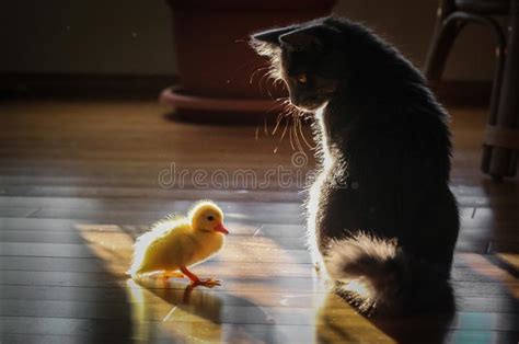 Cute Baby Duck And The Cat Stock Image Image Of Babyduck 143239835