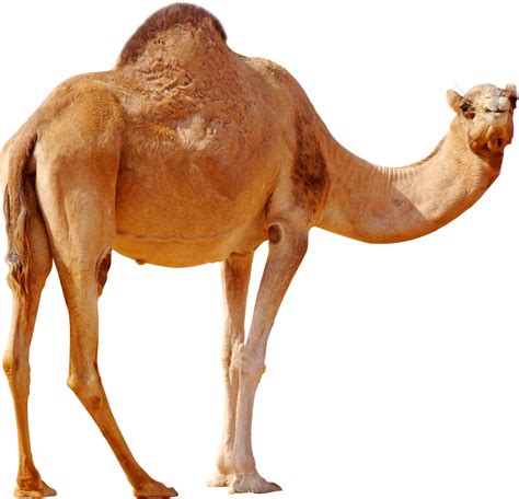 Camel Png