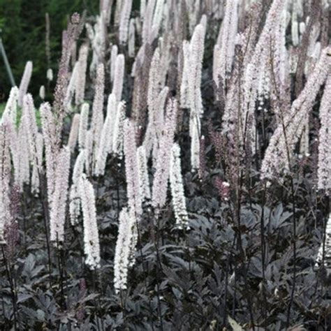 Black Negligee Actaea Bugbane Perennial Plants White Flower Spikes