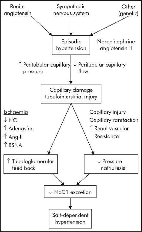 Figure 9 From Essential Hypertension Pathogenesis And Pathophysiology
