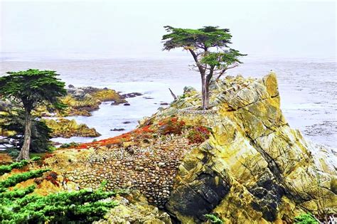 Pebble Beach Lone Cypress Tree Photograph By Kirsten Giving Pixels