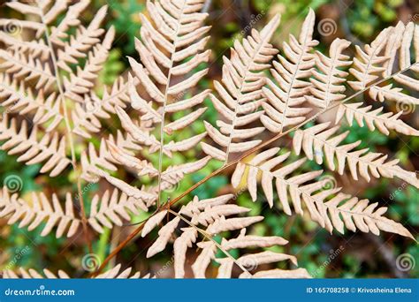Yellow Autumn Fern Leaves Closeup Natural Floral Background Stock