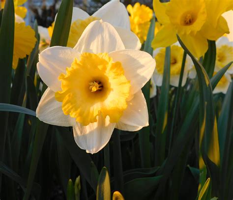 Fotos Gratis Florecer Primavera Cerca Narciso Flora Flor Blanca