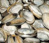 Pictures of Steamer Clams