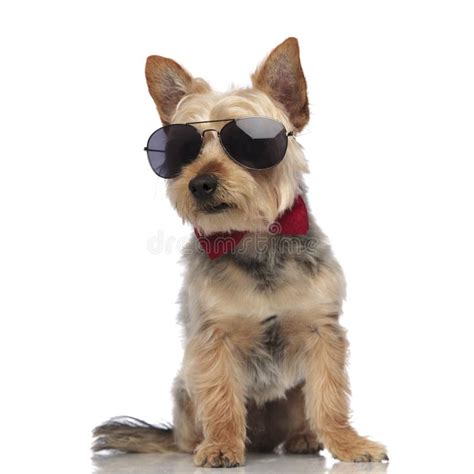 Yorkshire Terrier Wearing Sunglasses And Red Bow Tie Stock Image