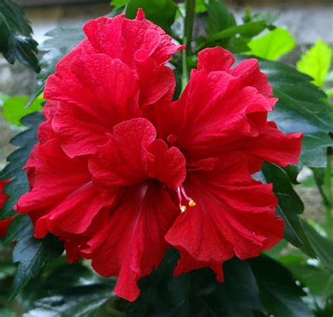 Red Hibiscus Flowers Varieties And Uses