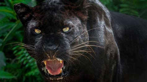 Scientists Photograph Rare Black Leopard In Kenya