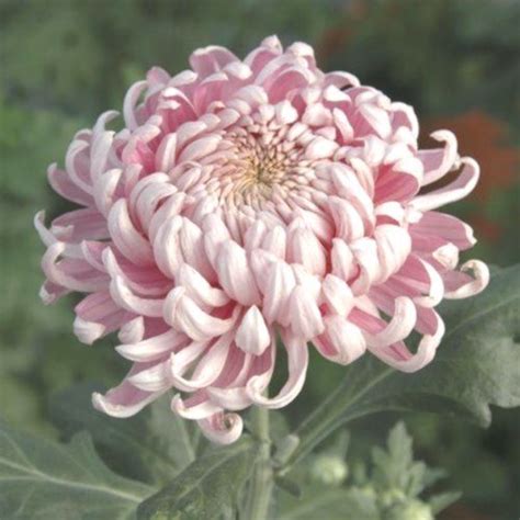 Chrysanthemum Pink Allouise 39pink Allouise Allouise39