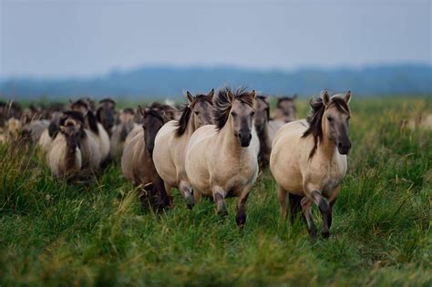 horse breed konik