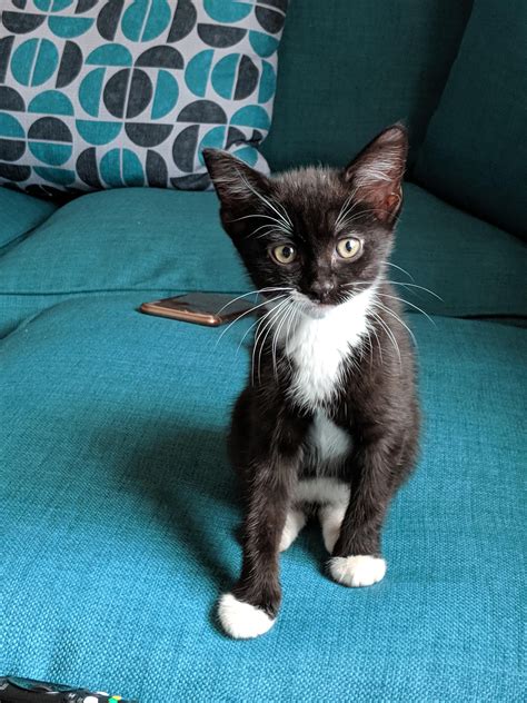 The Snappiest Dressed Kitten In All The Land Meet Oreo Puppies And Kitties Cute