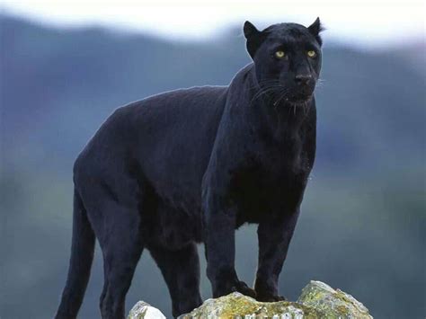 Beautiful Black Panther Cute Wild Animals Big Cats Cats