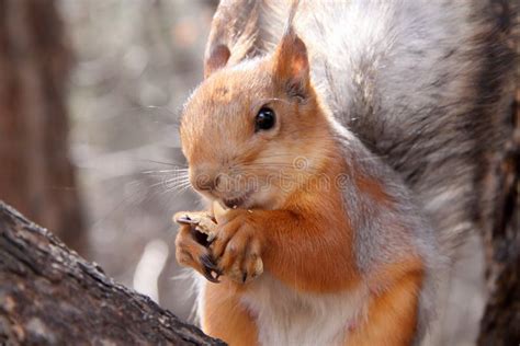 Squirrel Eating Nut On Tree Stock Photo Image Of Natural Furry 67771298