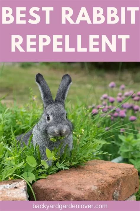 What Is The Best Rabbit Repellent For My Garden Rabbit Repellent