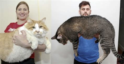 18 De Los Gatos Más Gigantescos Del Mundo Con Los Que No Te Gustaría Ni