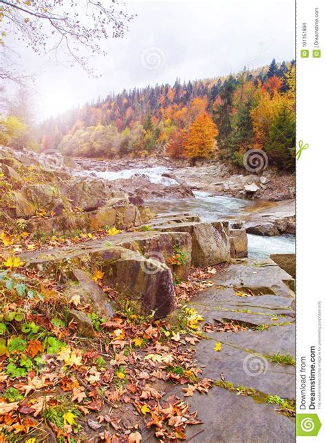 Autumn Picture River Rocks With Falling Yellow Leaves Mountain Stream