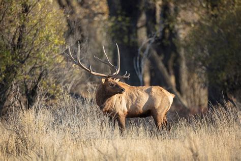 Bull Elk During Autumn Rut In Montana D Robert Franz Photography