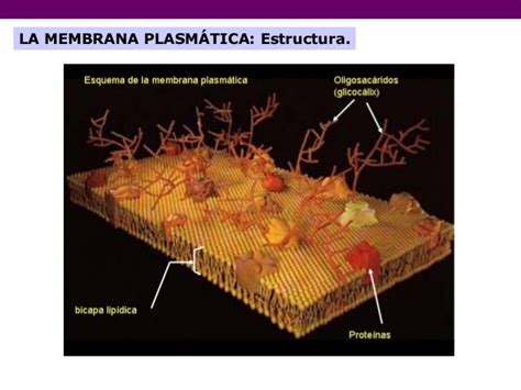 Membrana Plasmática Uniones Intercelulares