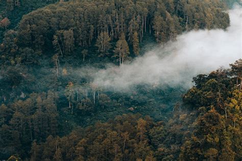 Aerial Photo Of Forest With Smoke During Daytime Photo Free Image On
