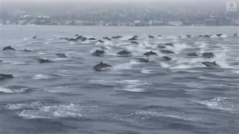 Video Huge Pod Of Dolphins Spotted Off California Coast Abc News
