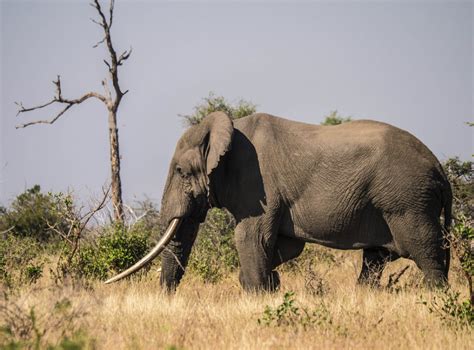 A Huge Tusker Bull Elephant In Kruger National Park South Africa