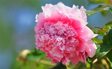 Exquisite Beauty Bright Peony Flower Photography Wallpapers Album List