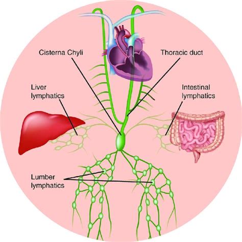 A Schematic Representation Depicting The Lymphatic Drainage With The