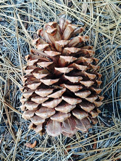 Ponderosa Pine Cones Etsy