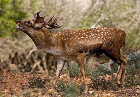 Filepersian Fallow Deer 1 Wikimedia Commons