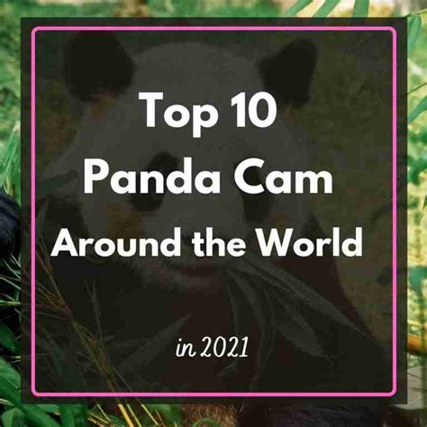 10 Best Panda Cam To Watch In 2021