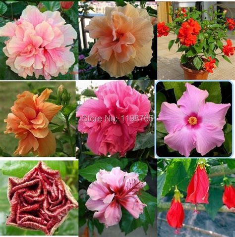 100 Original 100pcs 15kinds Multicolor Hibiscus Seeds Hibiscus Rosa
