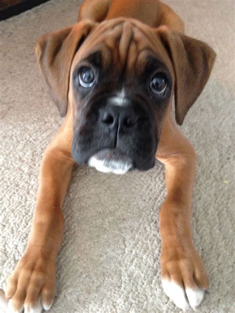 Baby Boxer Slater Boxer Puppies Boxer Pup