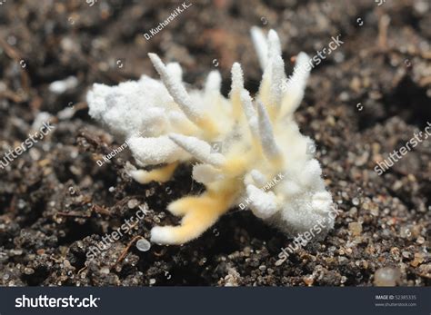 Entomopathogenic Parasitic Fungus Stock Photo Edit Now 52385335