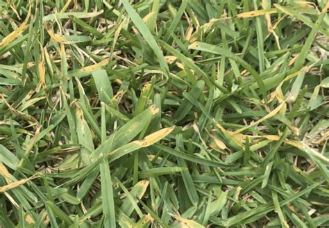St Augustine Grass Turning Yellow 10 Reasons Fixes Lawnsbesty