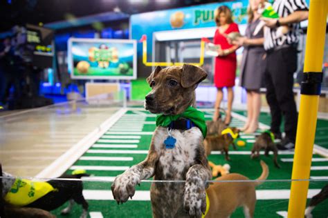 Season 10 was filmed from april to october 2019 with the cast and crew filming for up to 11 hours. Where is the Puppy Bowl filmed 2021? Team Ruff and Fluff ...