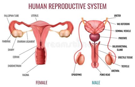 Realistic Human Reproductive System Stock Vector Illustration Of