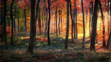 Hd Wallpaper Fall Colors Sunrise Forest Yellow Leafed Trees Seasons
