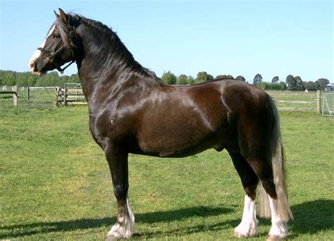 Pin By Kristine On Horse Breeds Welsh Cob Welsh Cob Welsh Pony And